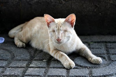 El gato sin ojos